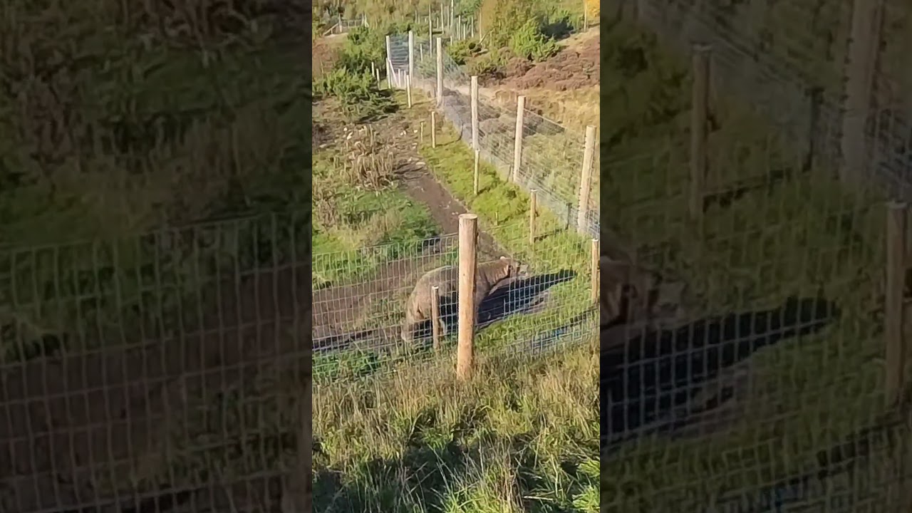 Highland Wildlife Centre