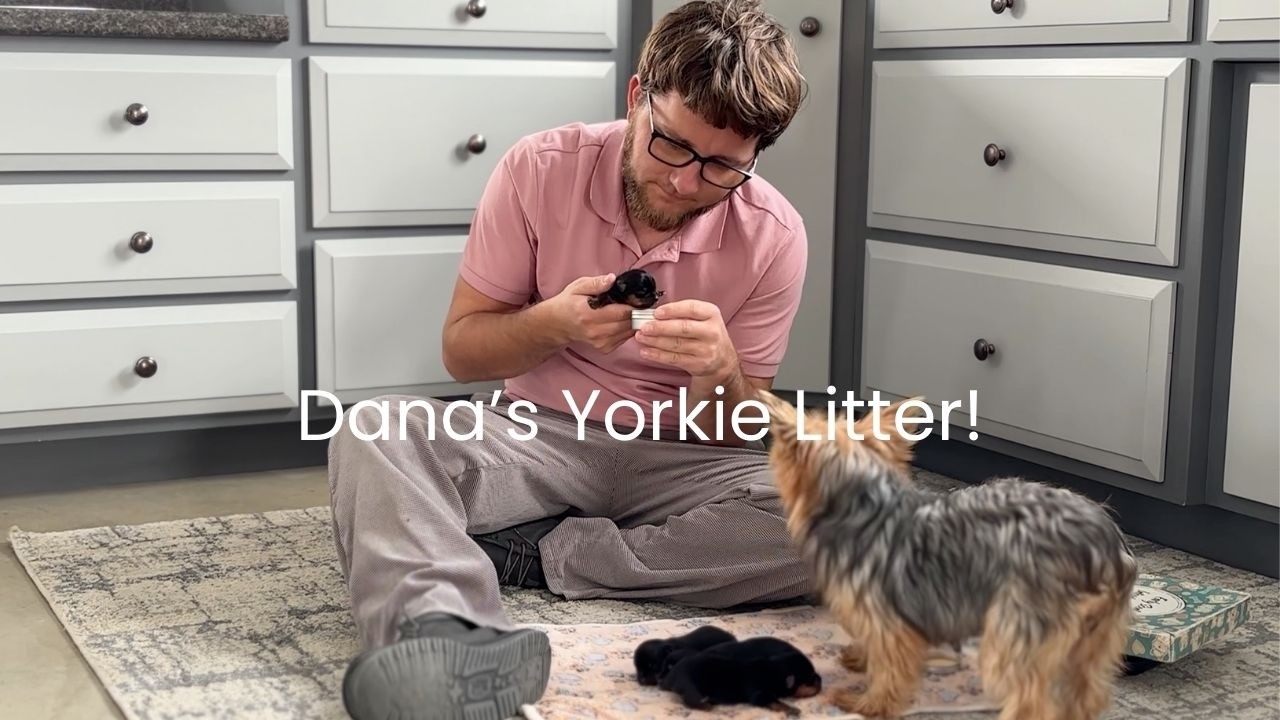 Dana's Beautiful Yorkie Litter Reveal!
