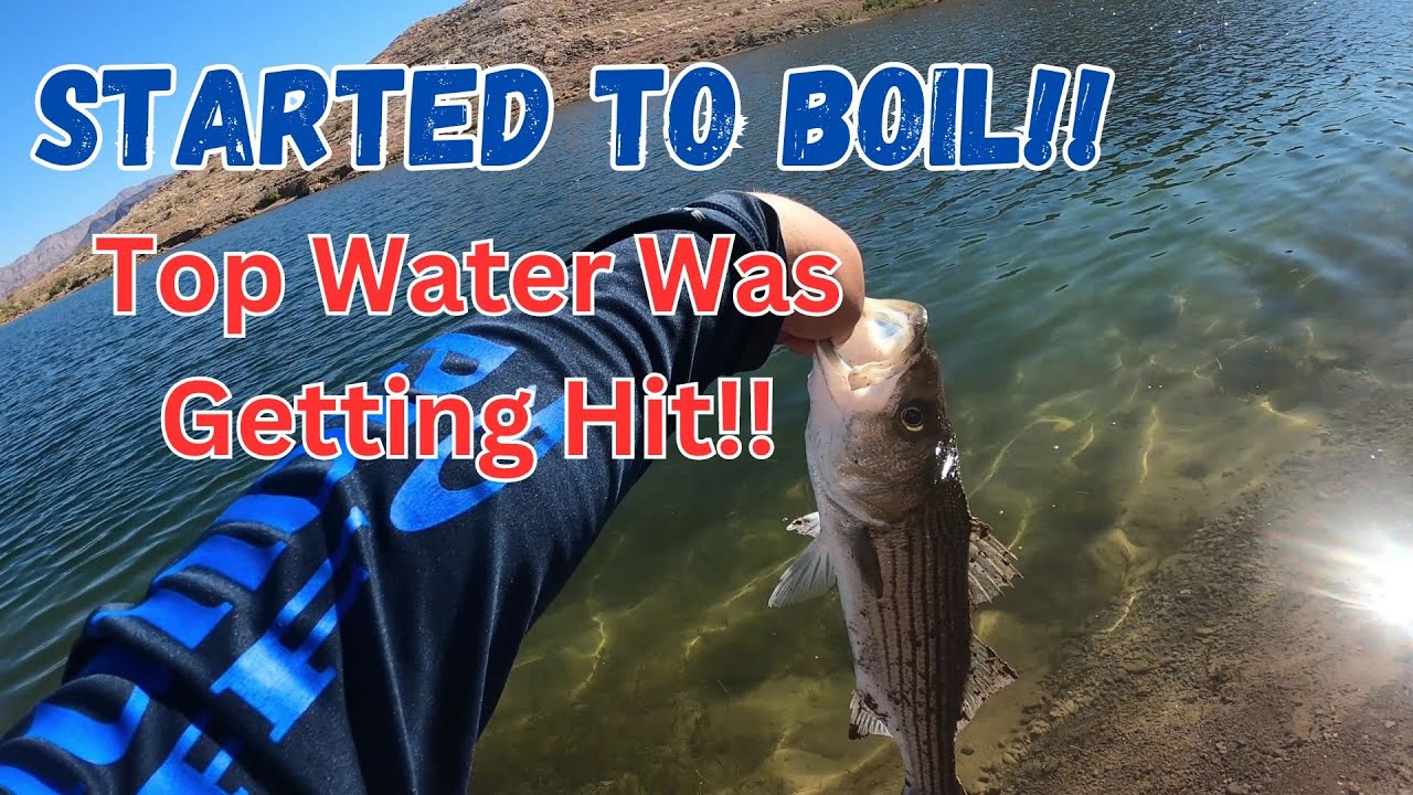 Fishing Saddle Cove Lake Mead! And The Stripers Started To Boil!!