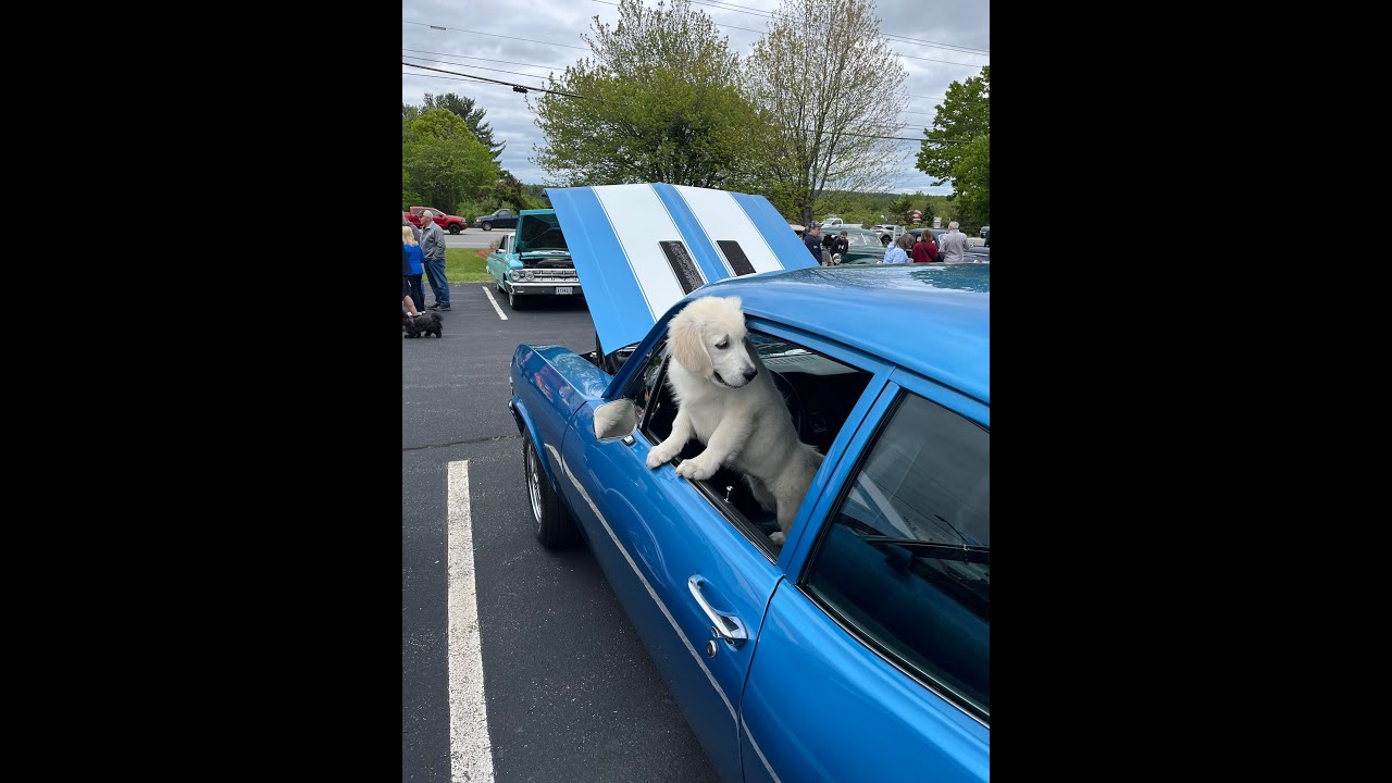 Londonderry Rotary Club 2025 Car Show  #classiccars #carshow #volvo