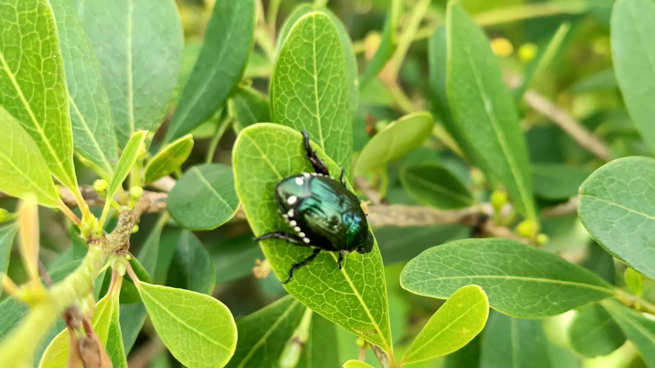 A Beetle | Observed at Baradi Betta, Nelamangala, Bangalore Rural