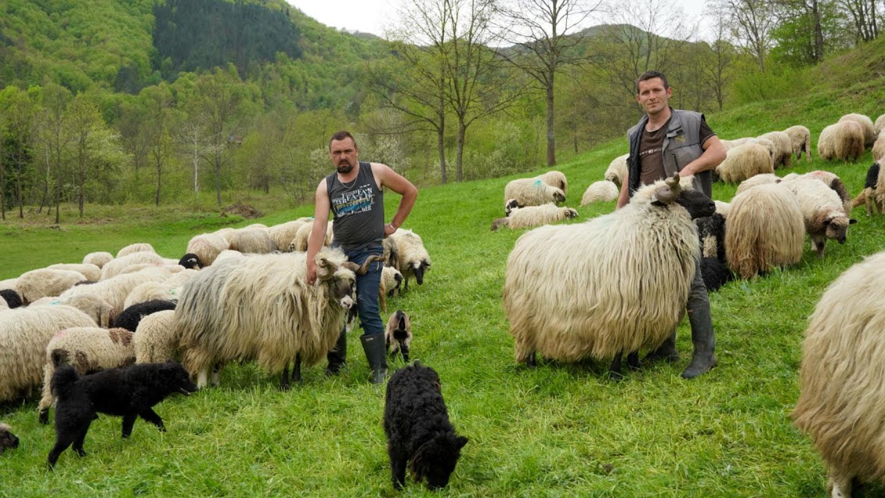 OVCE  SU NAM  POJELE  10 000  MARAKA