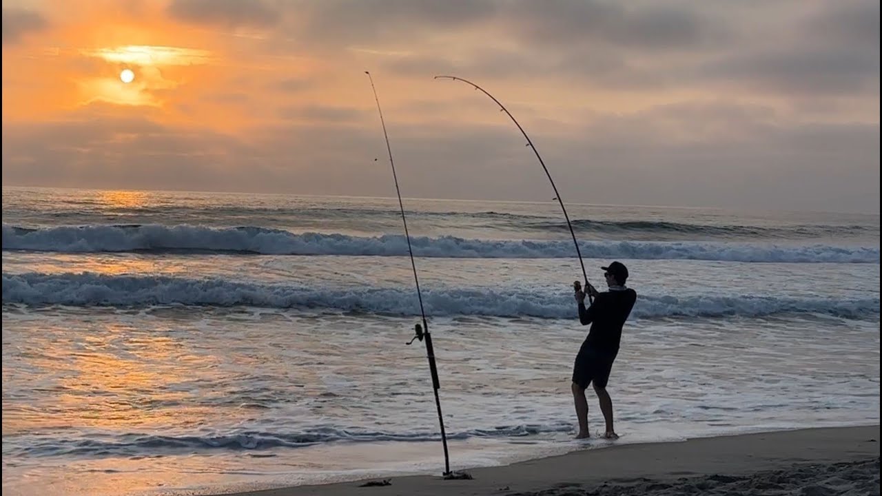 Surfperch (and Corbina) to Sharks – The Full Surf Fishing Experience