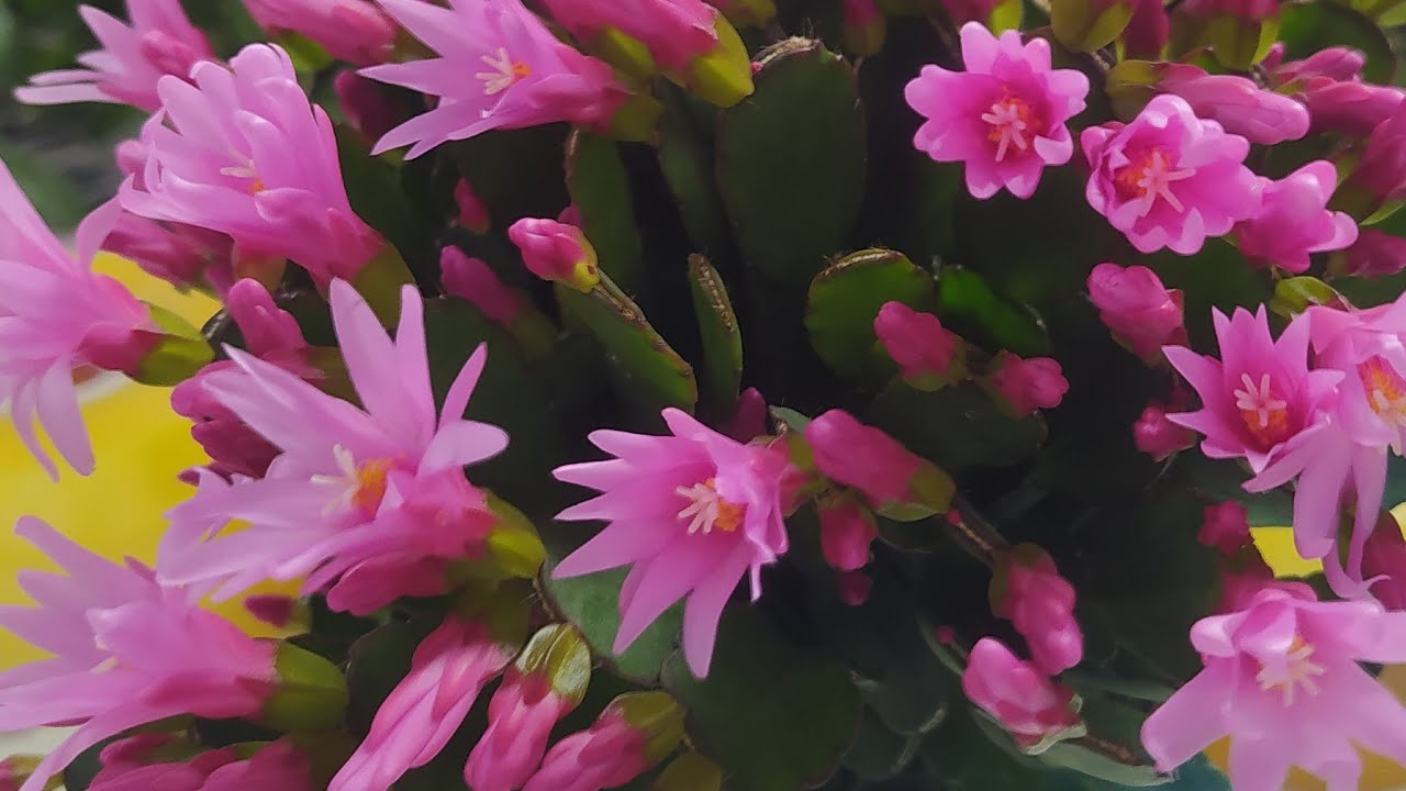 Hoa lan Berry đang phát trực tiếp!