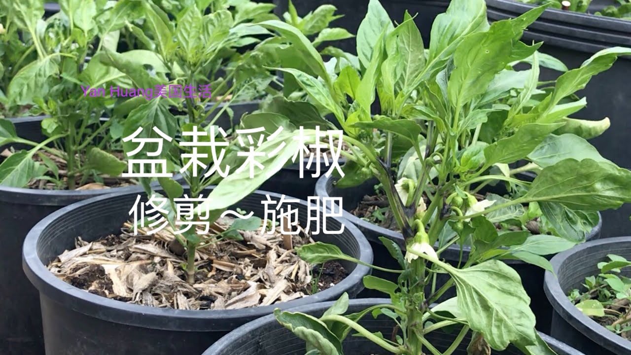 盆栽彩椒 # 修剪 # 施肥https://youtube.com/@yanhuang6825