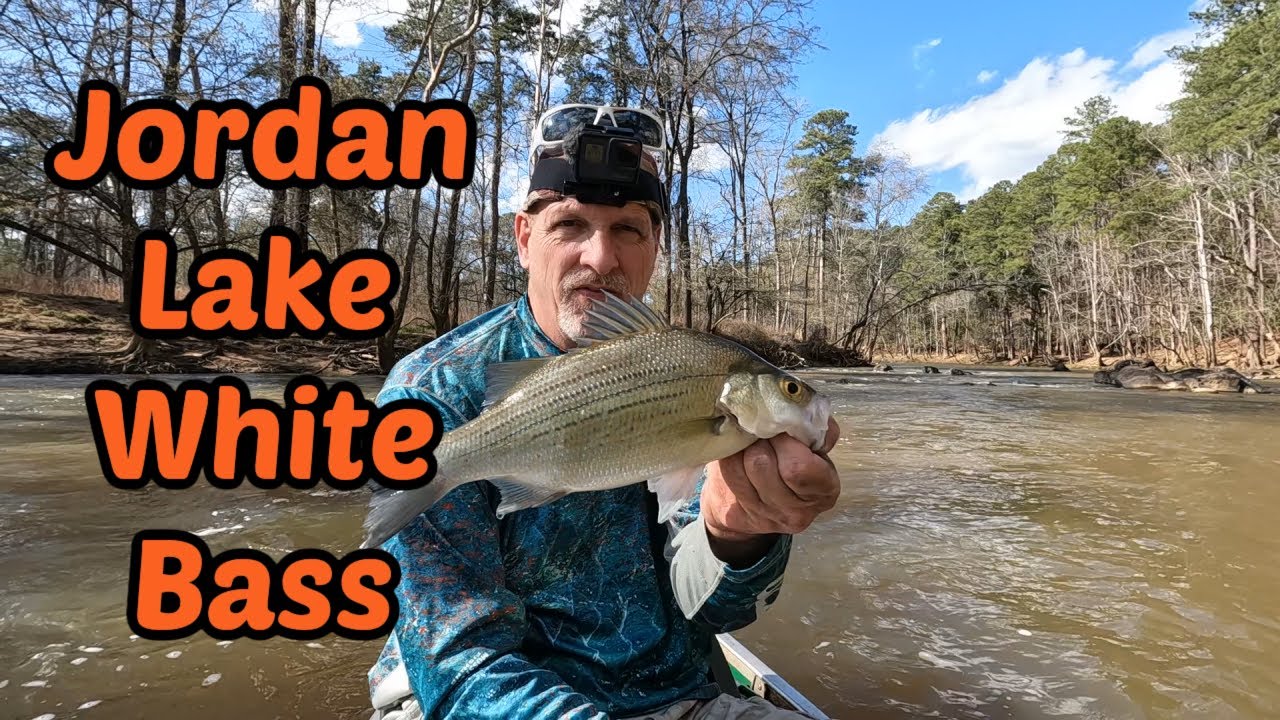 Jordan Lake / Haw River White Bass Run -    White Bass Run Fishing 2024