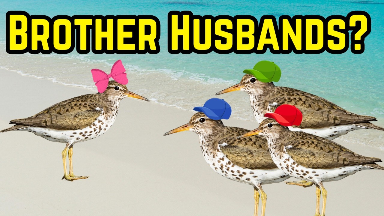 Spotted Sandpiper Courtship & Nesting Behavior – Field Observation in the Florida Keys