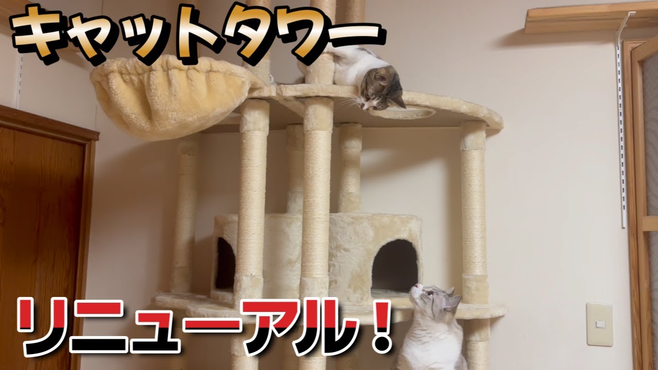 キャットタワーをリニューアル