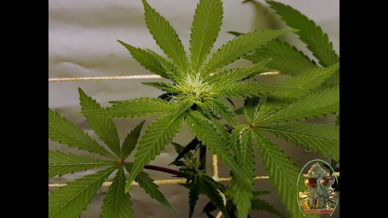 PLATINUM CANDY GORILLA BUBBLE DAY 21
