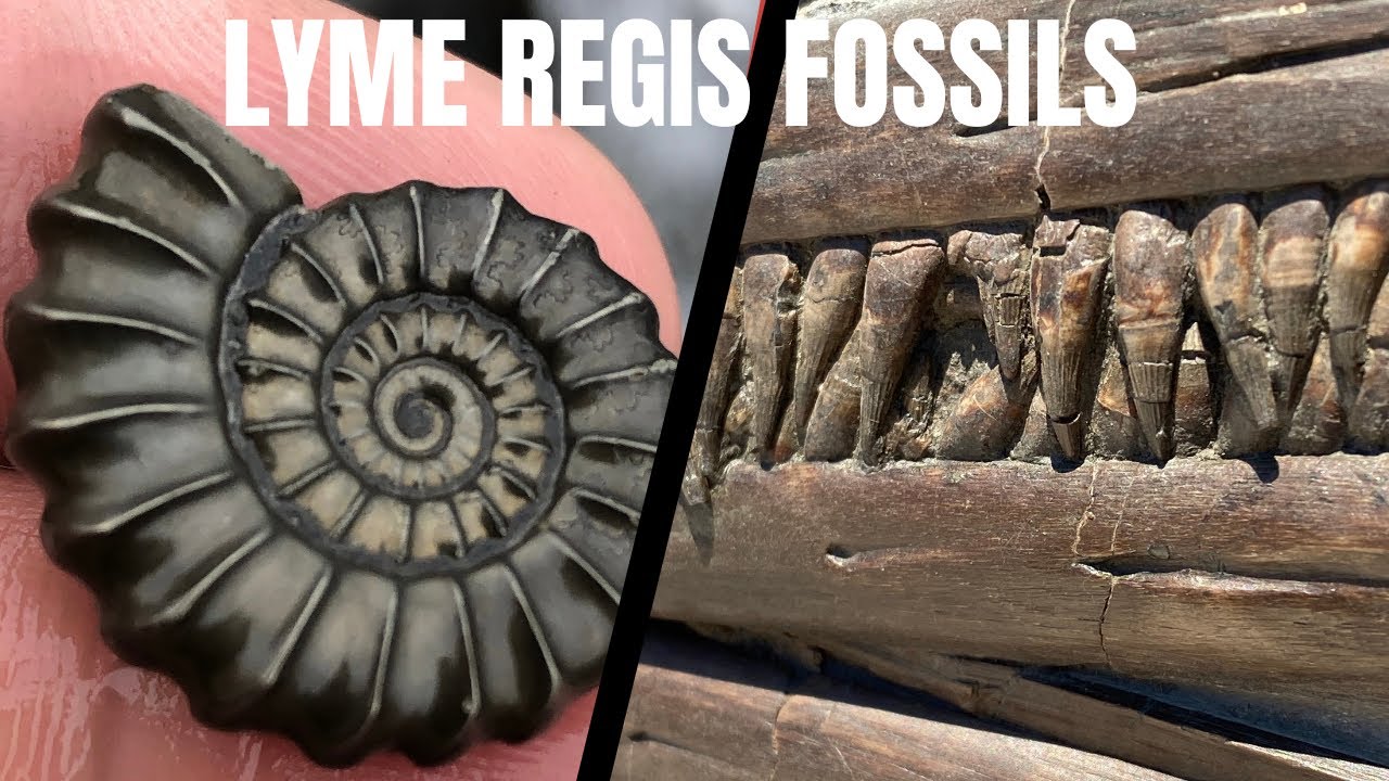 Fossil Hunting Finds (Lyme Regis, Dorset, U.K.) #fossilhunting#crinoid#fossil