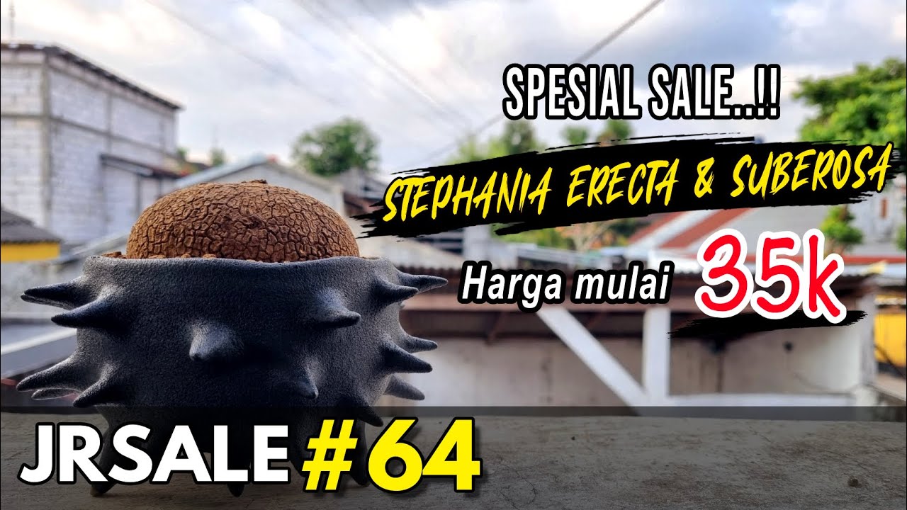 Update Harga Stephania Erecta & Stephania Suberosa 2024
