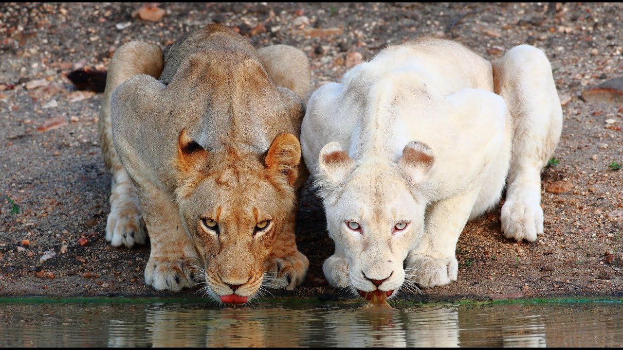 Les lionnes blanches | L&rsquo;Africaine Savane  | Documentaire.