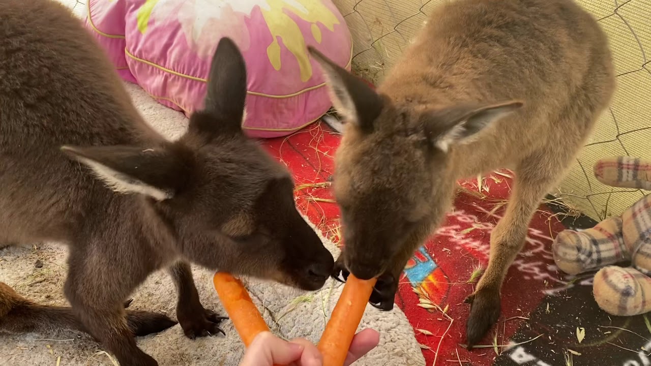 New joeys at Kangala!