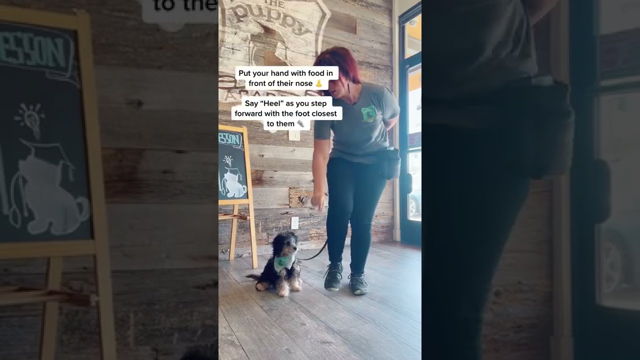 How to teach your puppy to WALK ON LEASH! 🐕