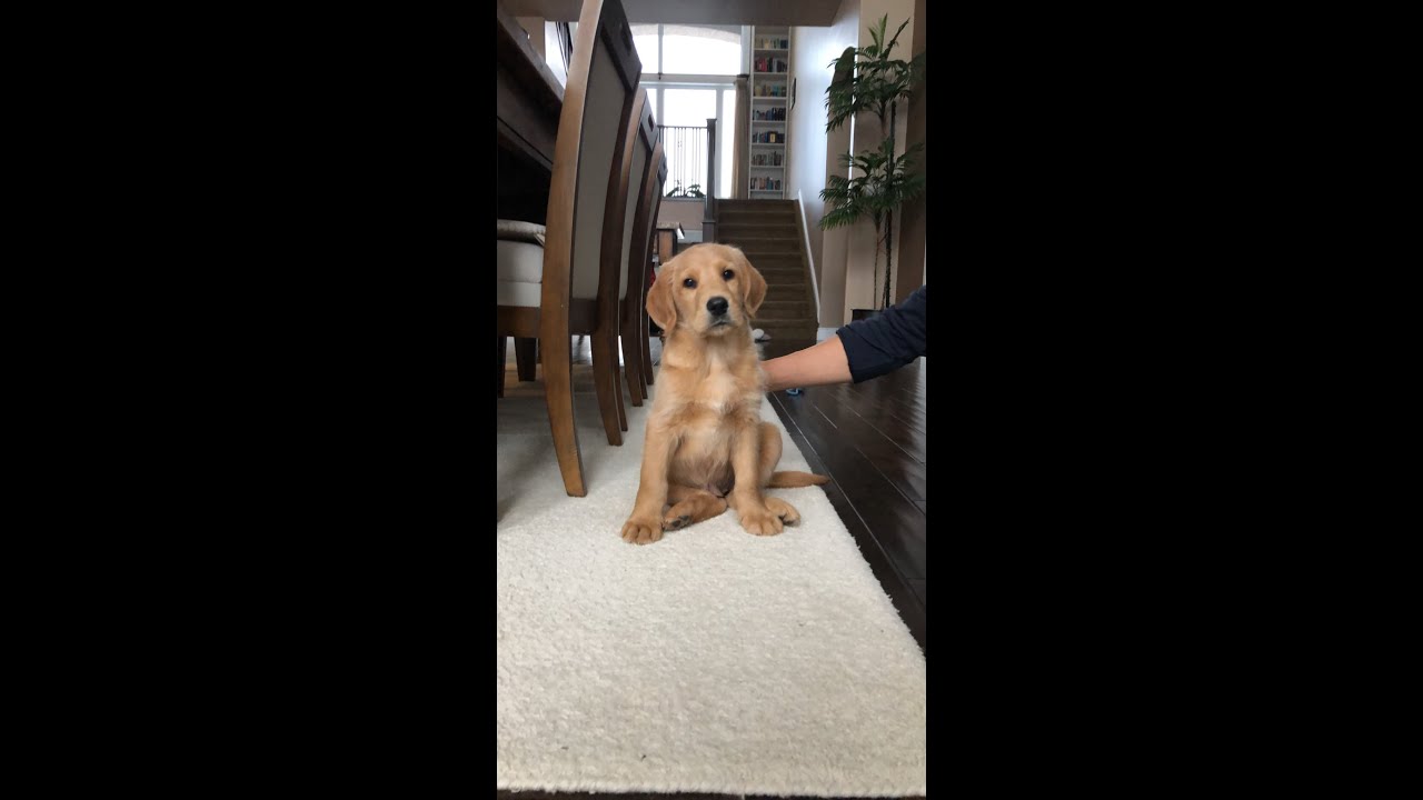 Labradoodle Puppy (0 to 4 months)