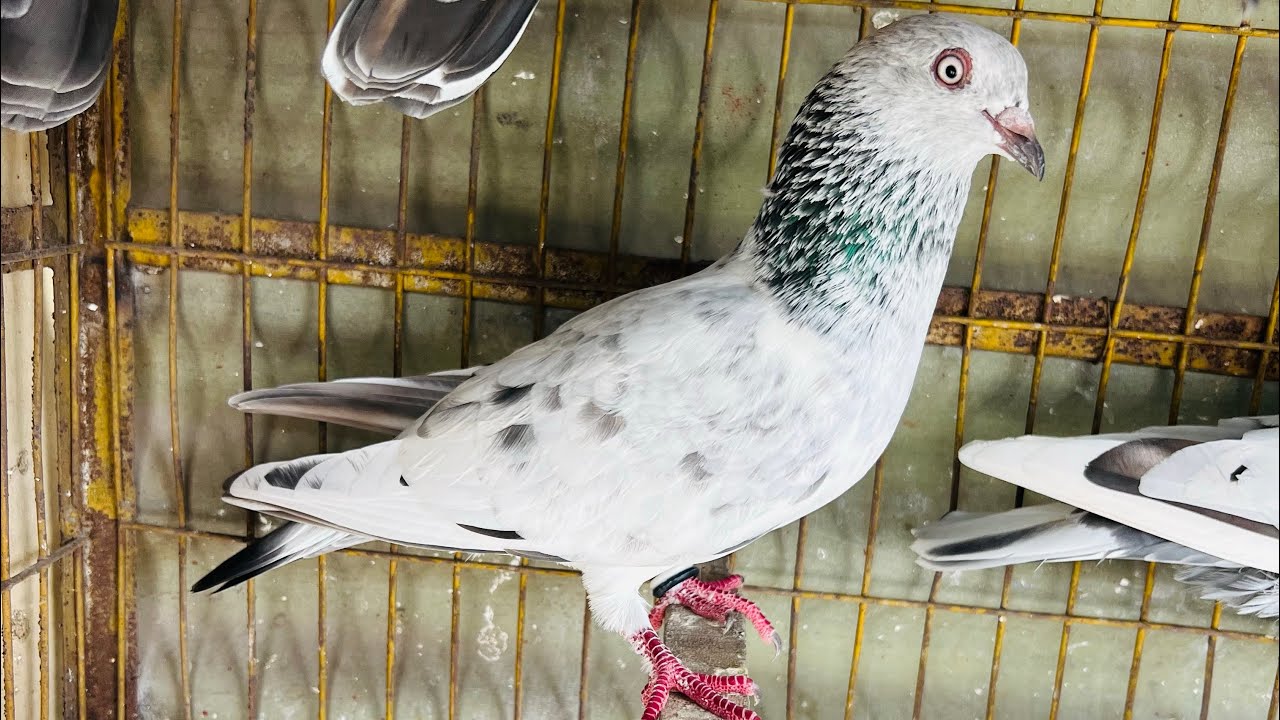 আসেন আপনাদের সাথে আজকে একটা মজার ঘটনা শেয়ার করি