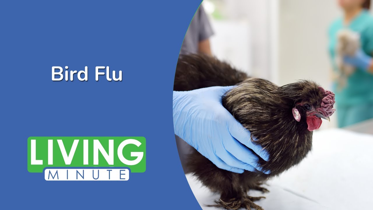 Understanding Bird Flu: Causes, Risks, and Prevention | Living Minute