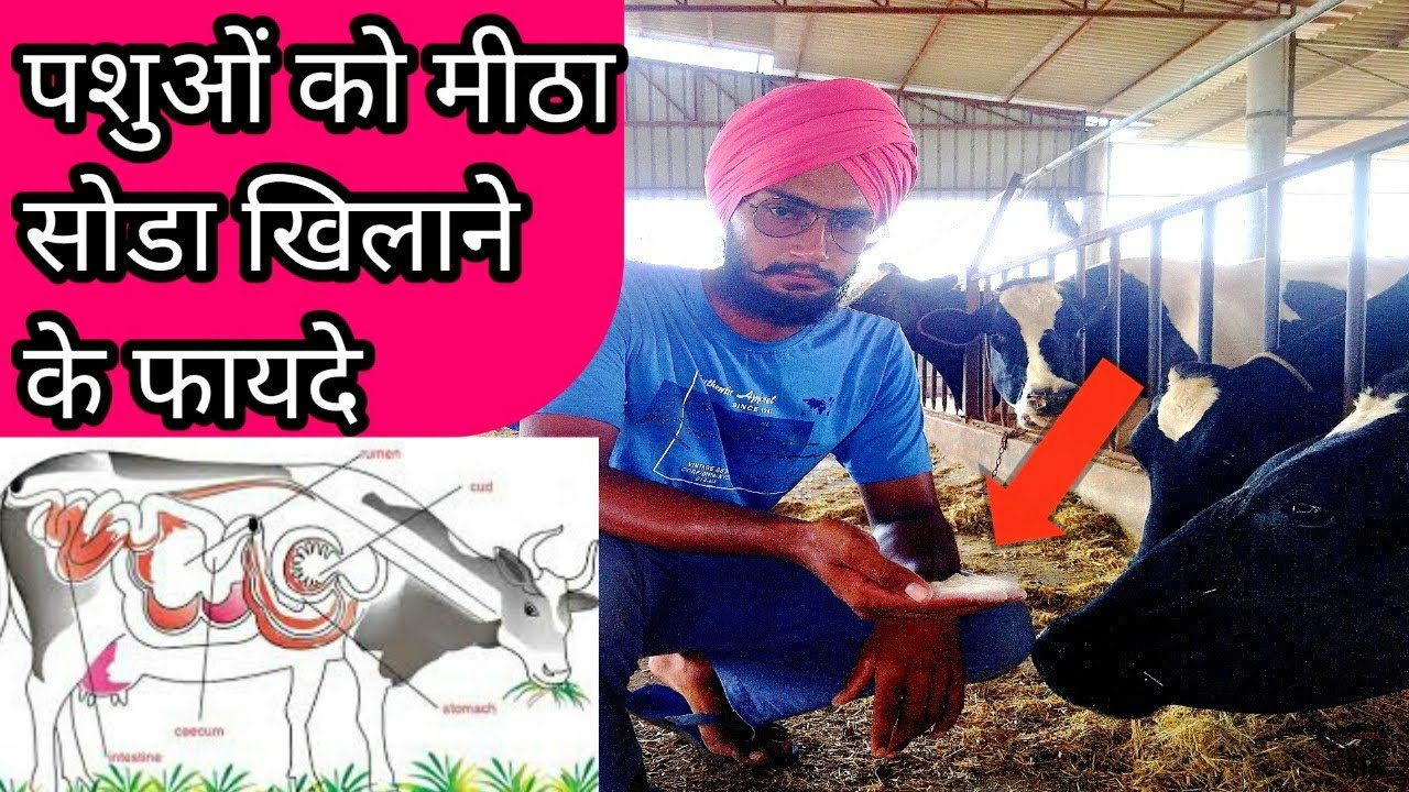 पशुओं को मीठा सोडा खिलाने के फायदे। Feeding management of cow। sodium bicarbonate। Veer dairy farm