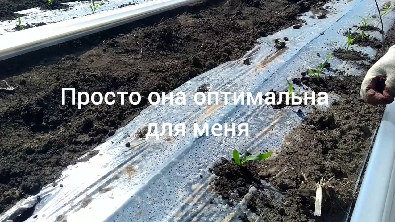 Сладкая кукуруза,высадка рассады....