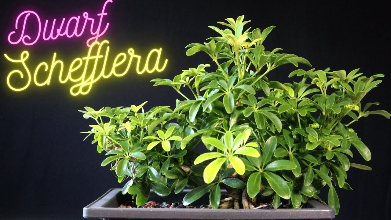 Easy bonsai Dwarf Hawaiian Umbrella Tree. Schefflera Arboricola
