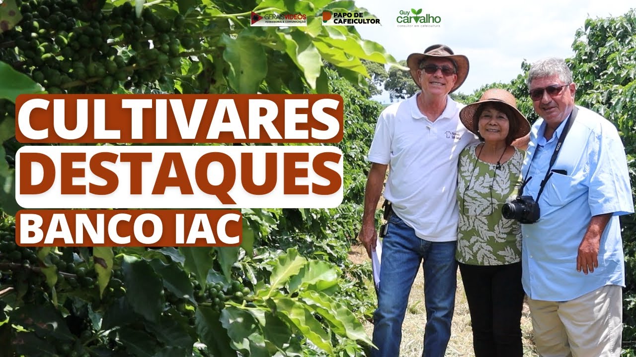 Cultivares de café destaques: banco IAC