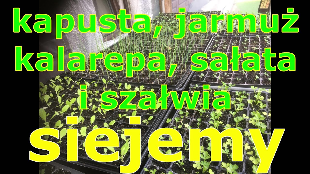 kapusta jarmuż kalarepa sałata i szałwia - siejemy