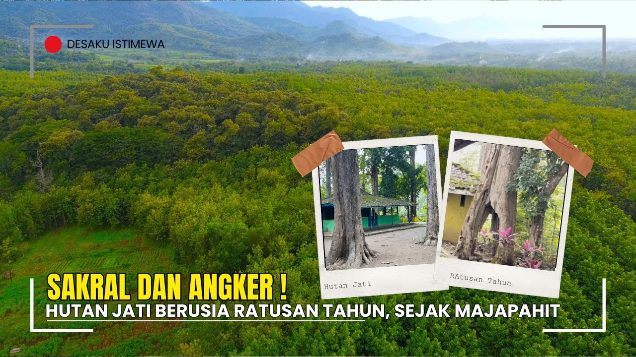 SAKRAL DAN ANGKER, HUTAN JATI BERUSIA RATUSAN TAHUN