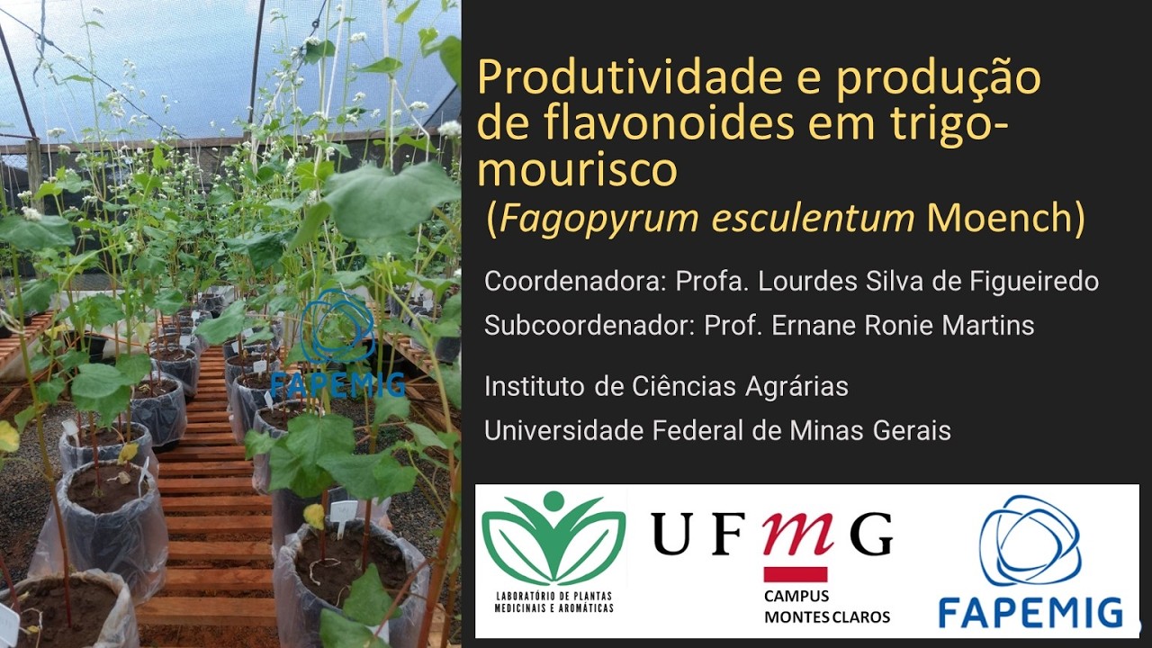Relatório de pesquisa: Produtividade e produção de flavonoides em trigo-mourisco