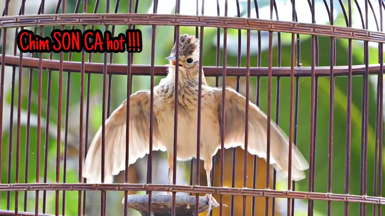Burung SON CA gacor !!!
