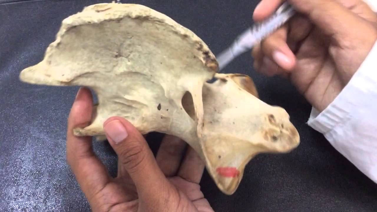 Anatomía Axis Equino
