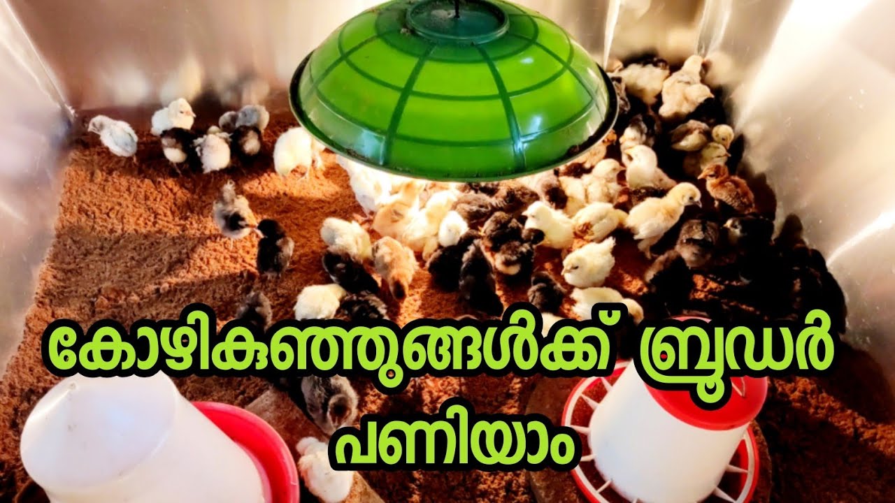 കോഴി കുഞ്ഞുകൾക്കായി ബ്രൂഡർ പണിയുന്നത് കണ്ടു നോക്കൂ, chicken brooder making