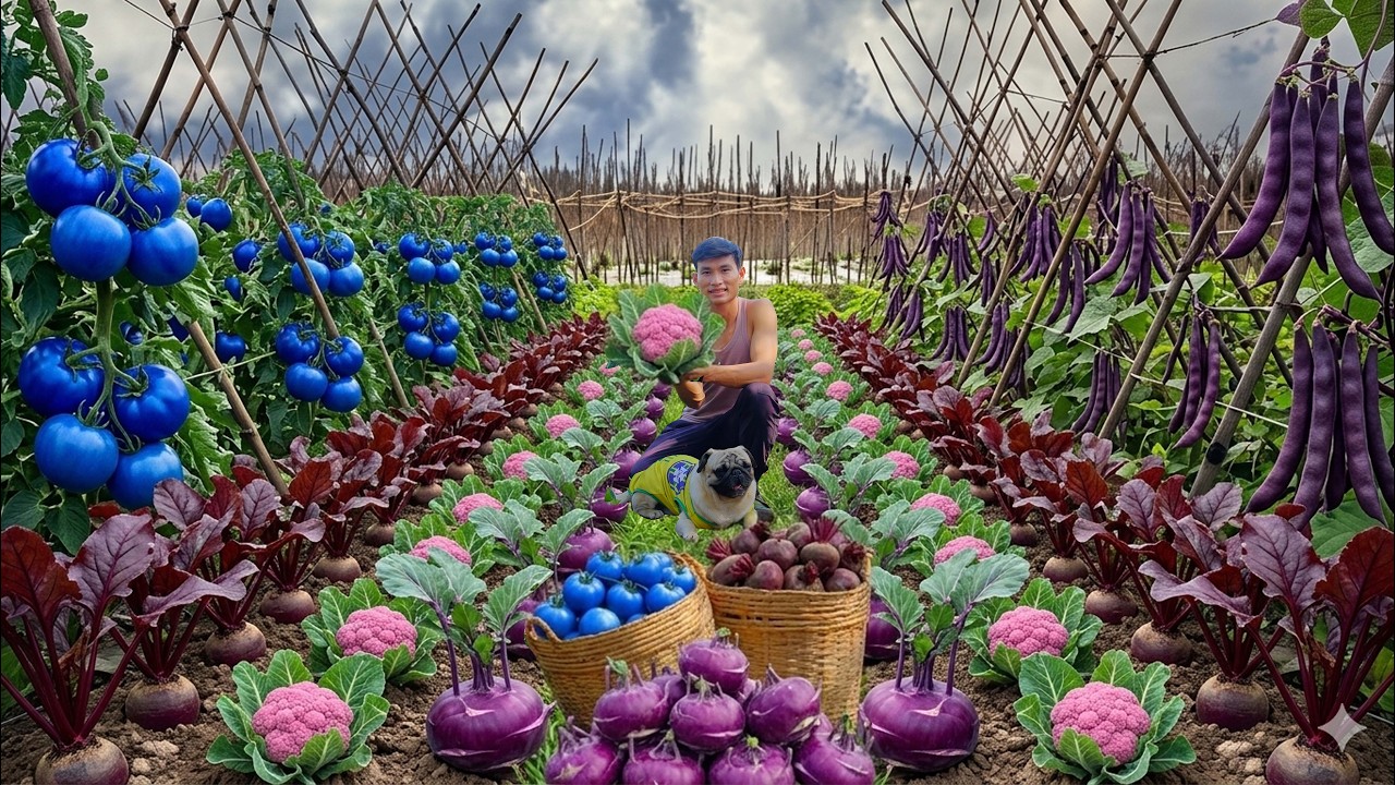 Harvest, Sell, And Cook With: Tomatoes, Cucumbers, Cauliflower...&ndash; Millionaire Chairman&rsquo;s Farm Life