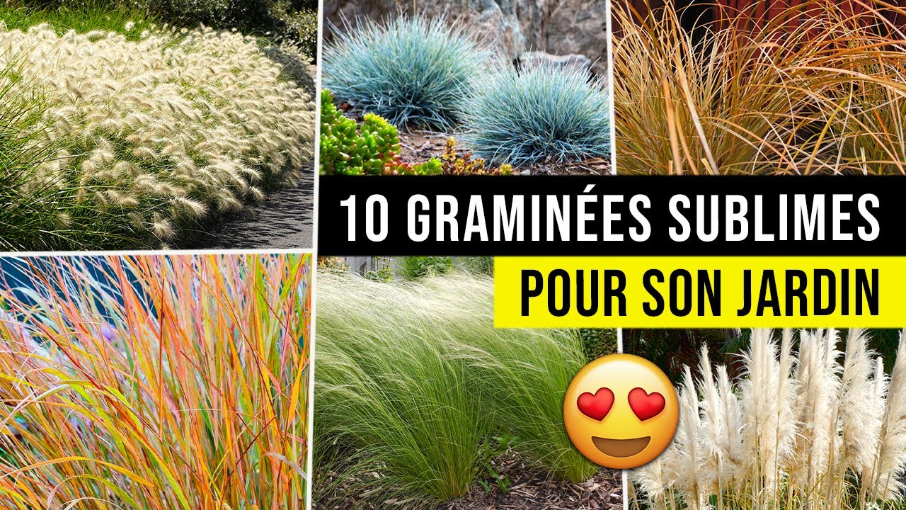 10 idées de GRAMINÉES Magnifiques pour Jardin ! (Facile et peu d'entretien)