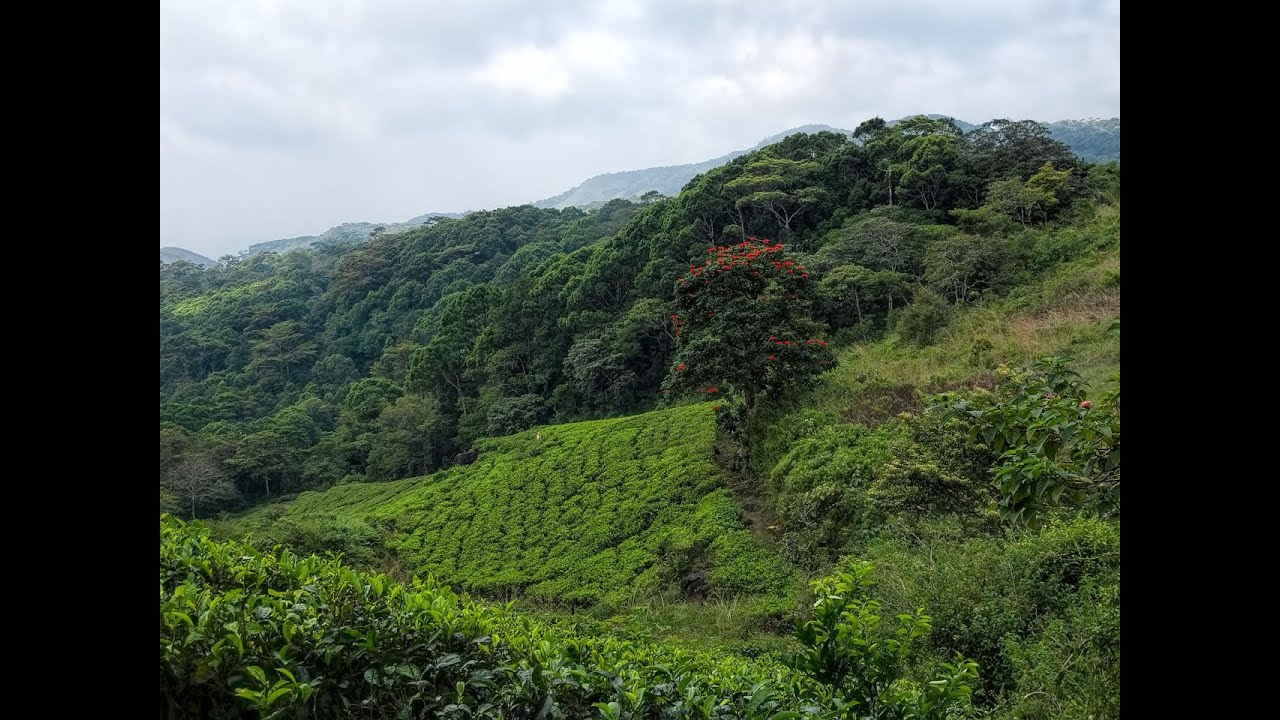 Sinharaja Forest Reserve