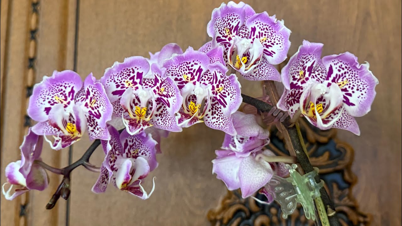 Обзор цветочной🌺Мои новинки орхидей бабочек🦋❤️