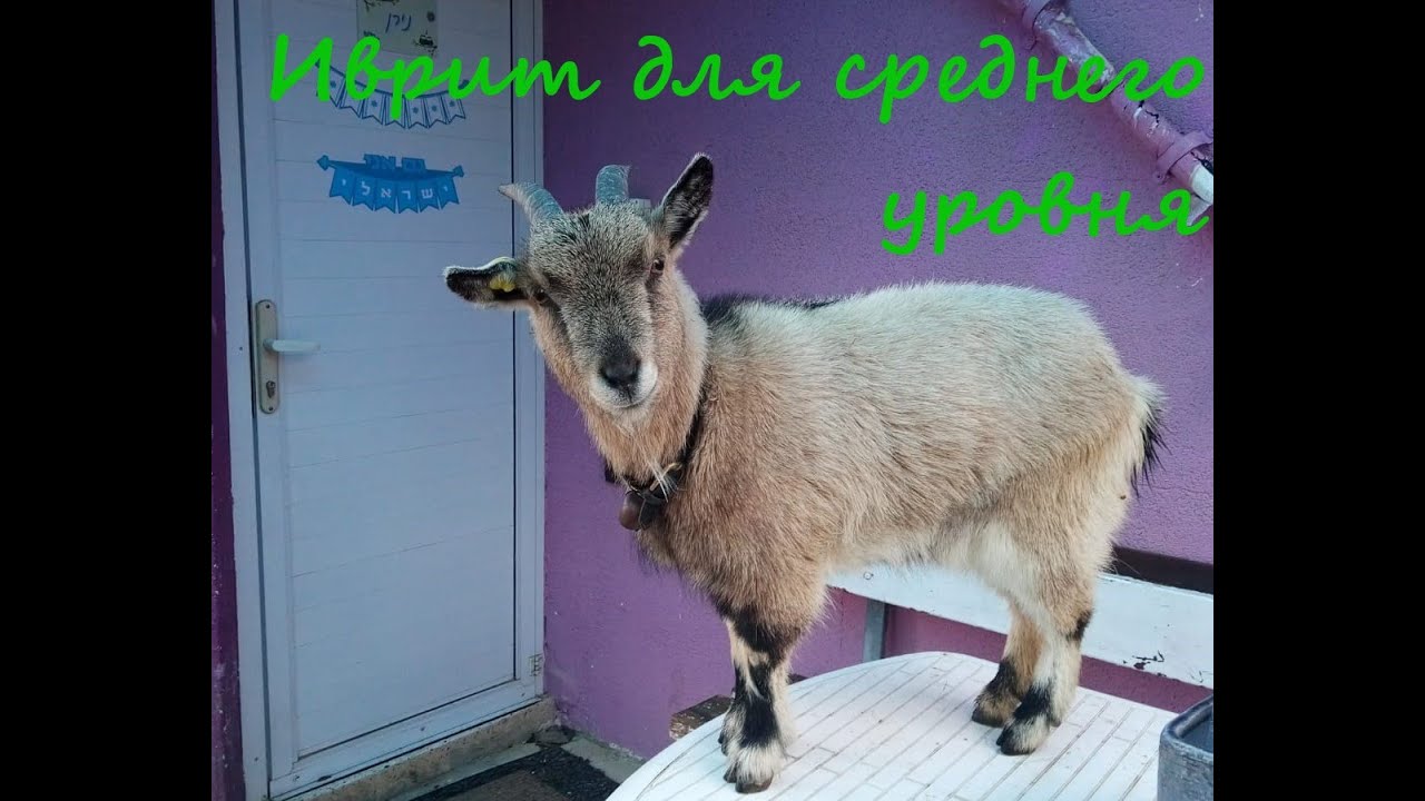 1147. Заказ еды в ресторане по телефону (учебный диалог)