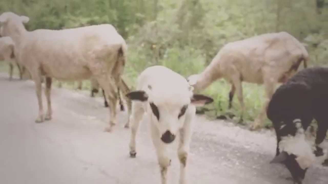 Sassja - Za raju (Official video)