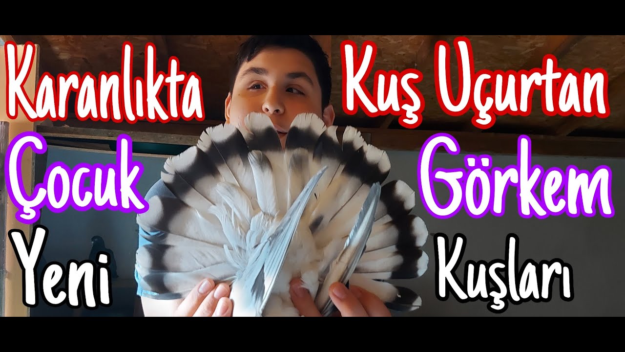 Karanlıkta Kuş Uçuran Çocuk Görkemin, Yeni Kuşları. Ayna Kuyruk Araplar.