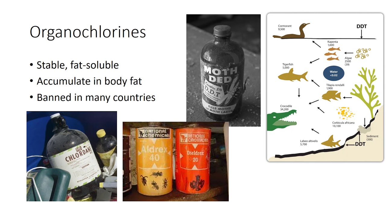 Chemical Control: Synthetic Insecticides