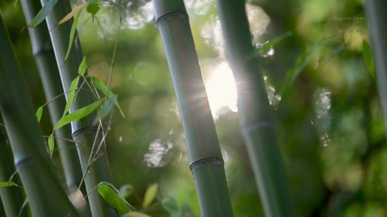 🌿 Música Relaxante para Meditação | Som da Natureza com Bambu para Relaxar e Acalmar a Mente