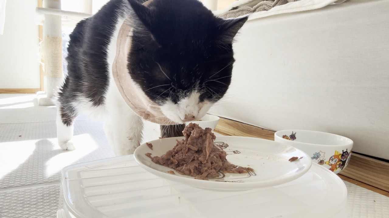 自壊が始まりましたが...今日もマロンちゃんはモリモリ食べてます！　#大切な時間　#15歳猫