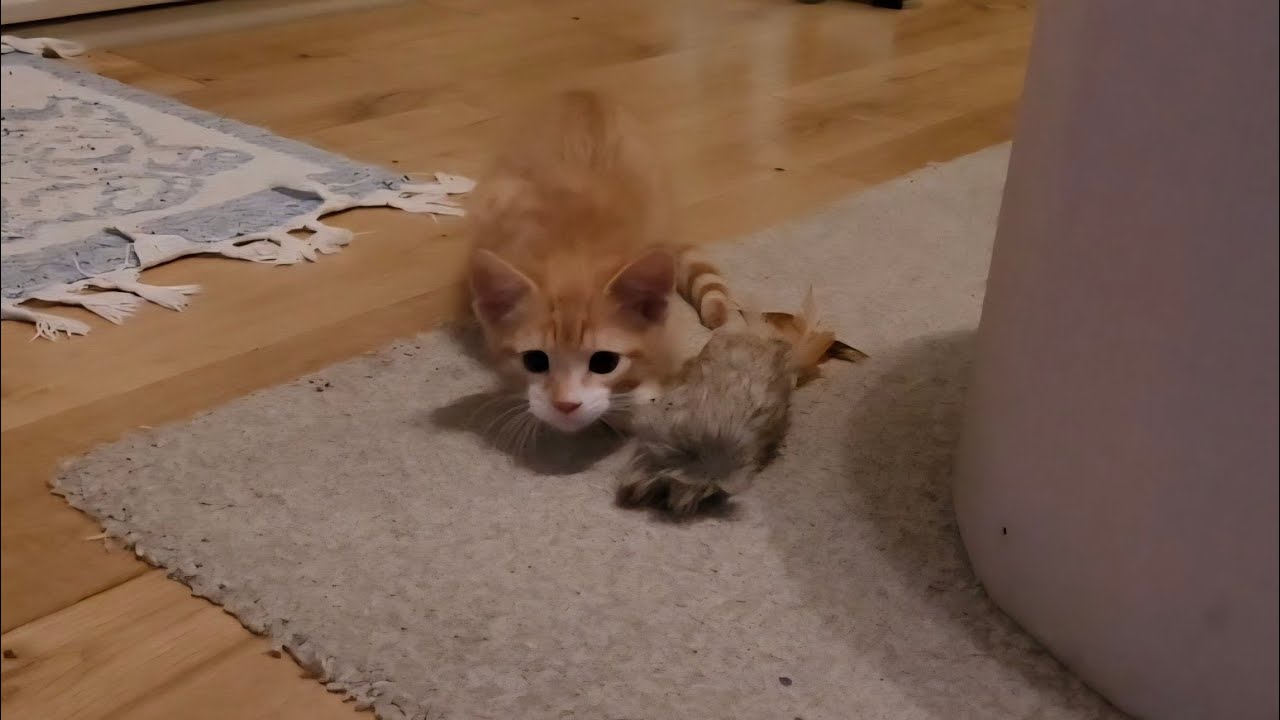 Wiggle, Wiggle Pounce Tiny Tango