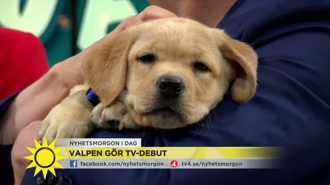 Lilla Nymos valp gör tv-debut – här döps han - Nyhetsmorgon (TV4)