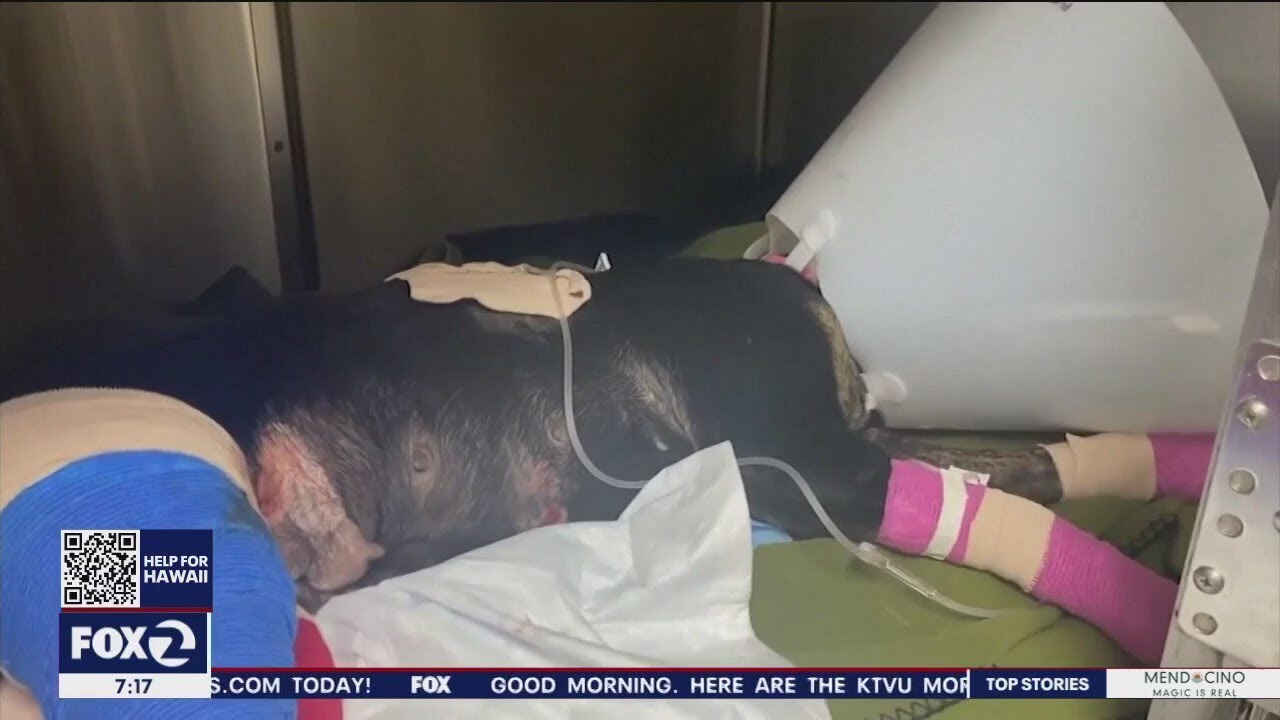 Maui fire: Hawaiian Electric defends ‘no shutdown’ decision, 3,000 pets still missing
