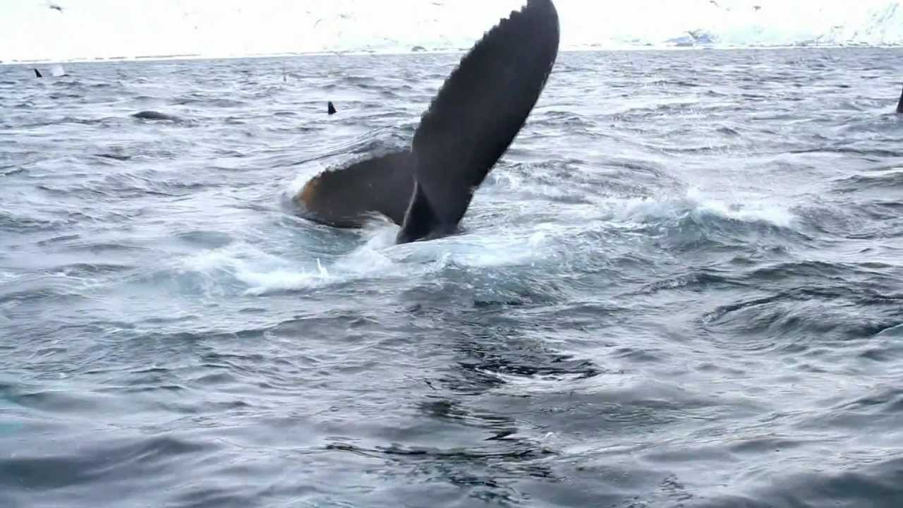 Sea Safari Andenes. Amazingly many killer whales, humpback and fin whales hunting on herring.
