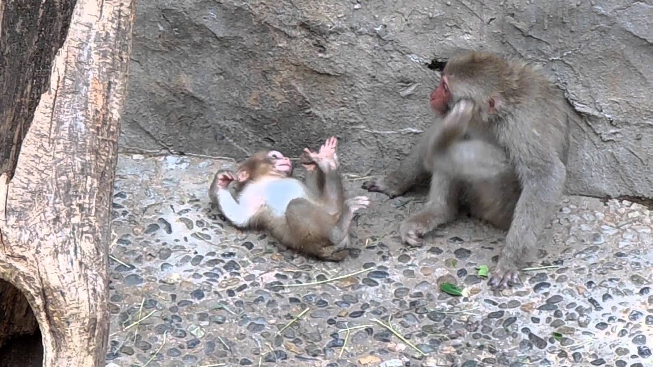 Feet the Japanese macaque baby boy playing with Hokuto : ニホンザルの赤ちゃん「甘えんぼ全開なボク」＠上野動物園 - DSCN5664