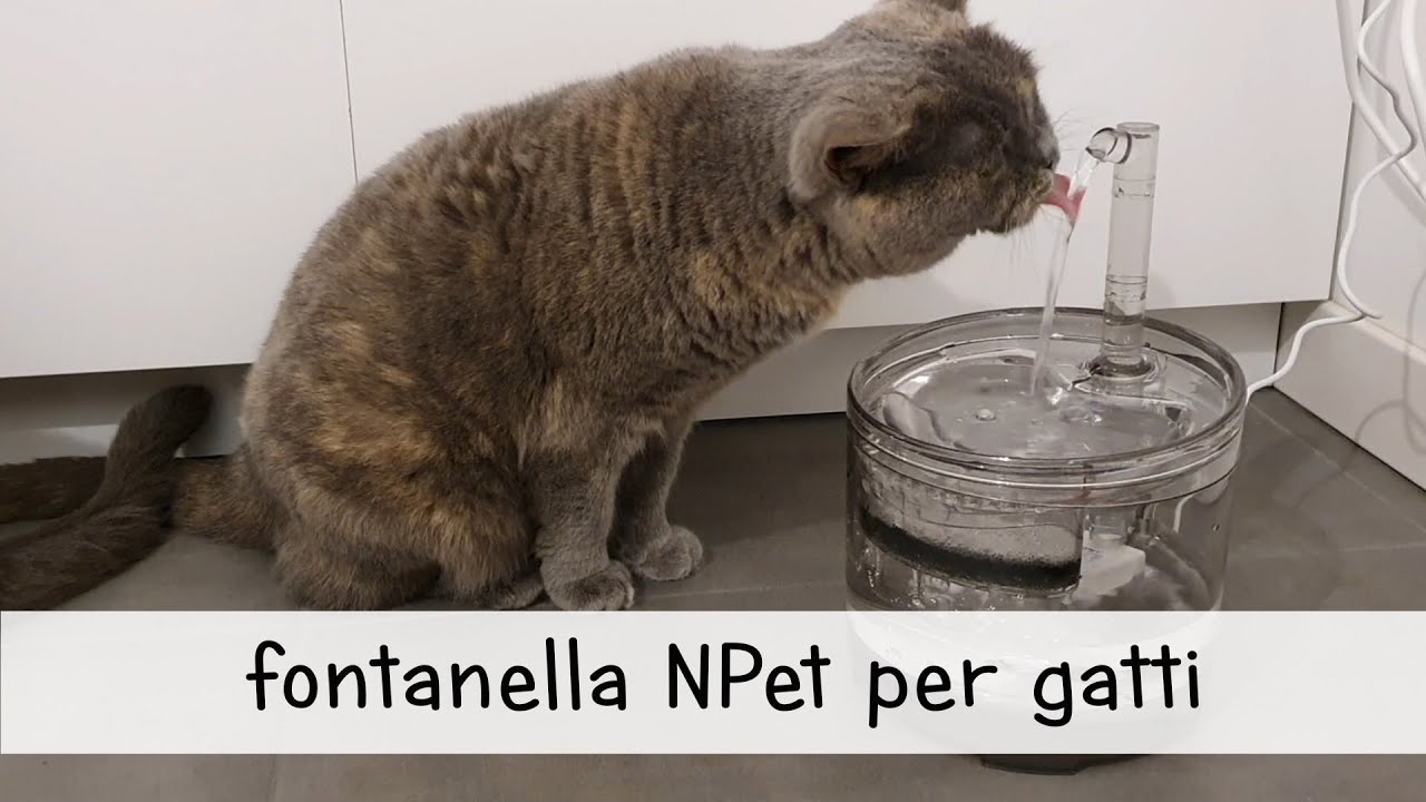 Proviamo la fontanella NPet per gatti