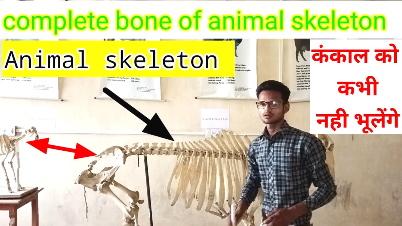 skeleton of cattle गाय का कंकाल तंत्र || veterinary Anatomy video || complete bone of animal body
