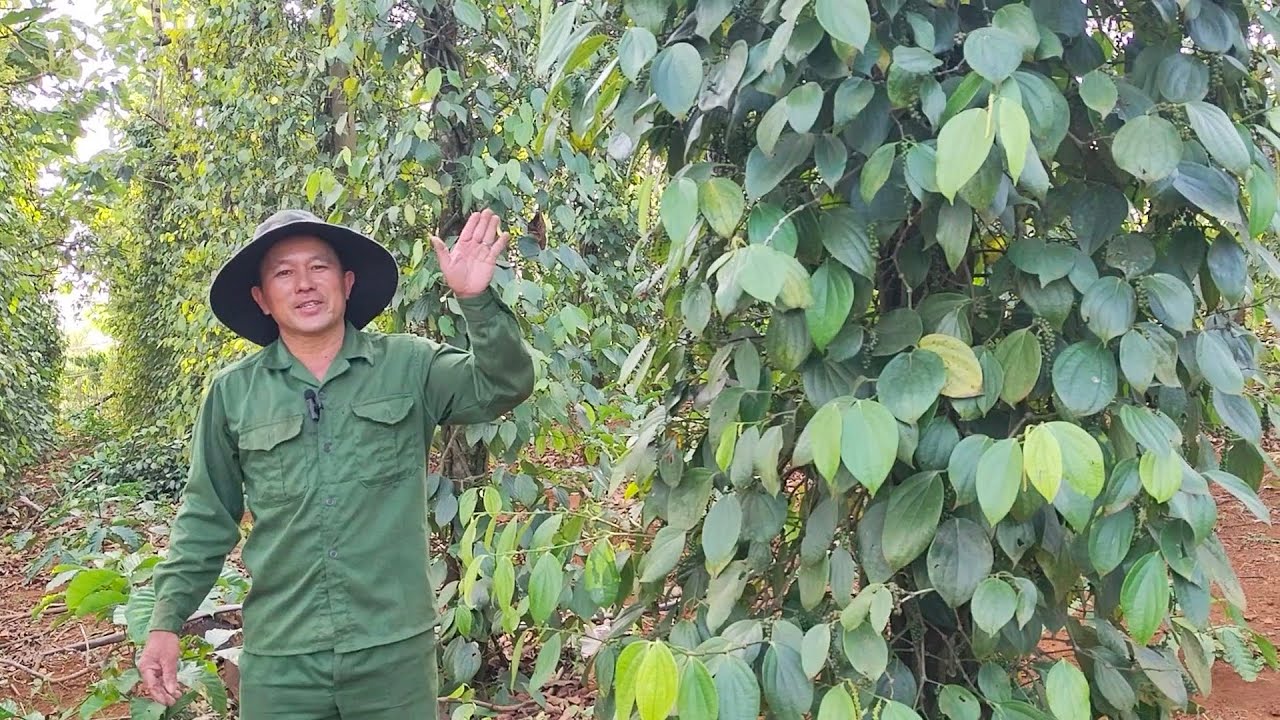 Thời điểm thu hoạch tiêu tốt nhất