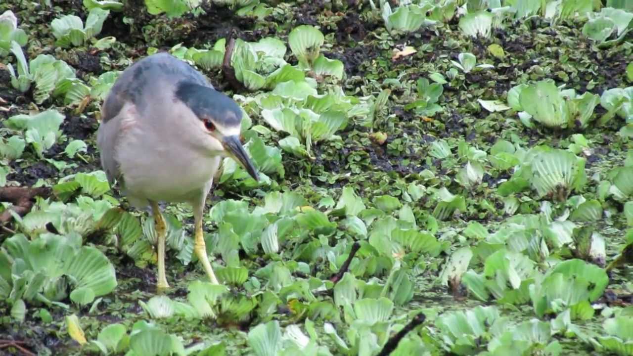 Beautiful animals in Corkscrew Swamp Sanctuary